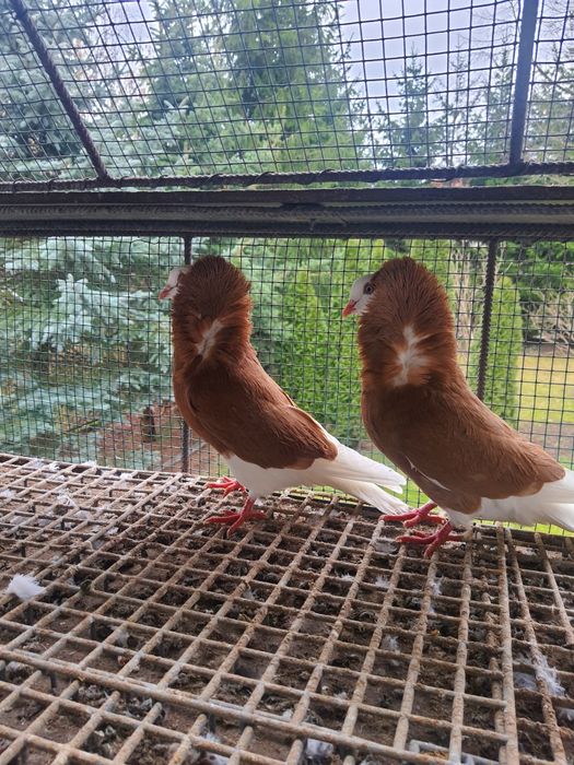 Sprzedam gołębie ozdobne kapucyny