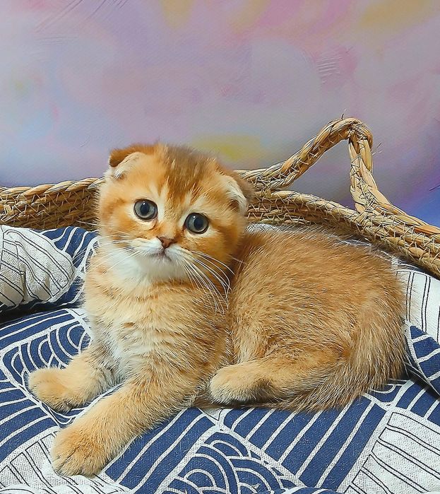 Котик 2ва місяці шоколадно-золотої шиншили