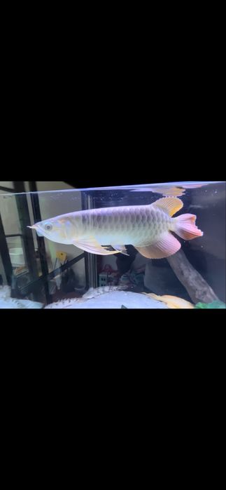 Arowana super red 30cm+ com certificado