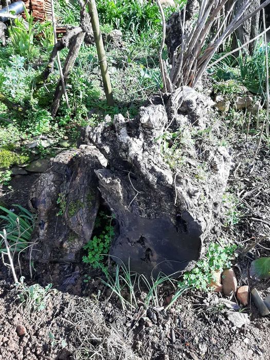 Troncos de Oliveira Centenária – Ideais p/ Arte, Escultura e Decoração