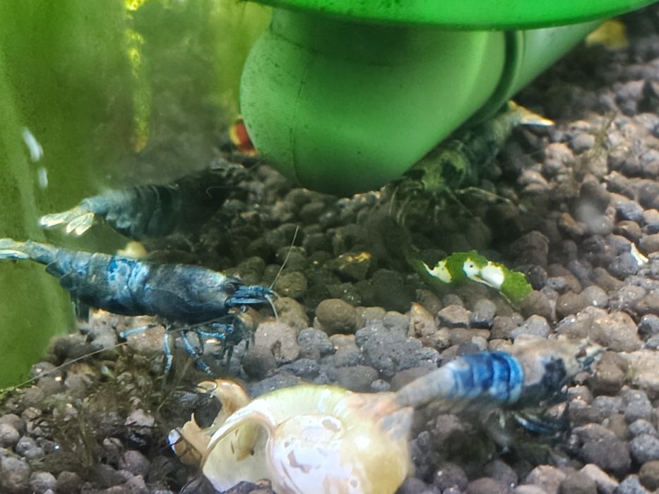 Krewetki Blue Bolt