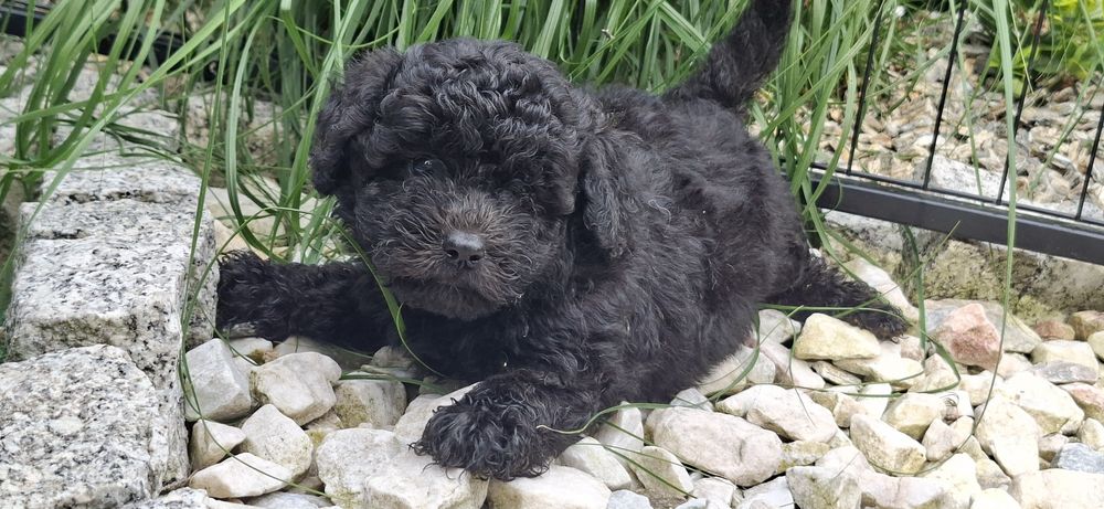 Maltipoo z metryką