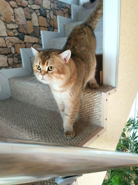 Малюки Британська Золота Шиншила