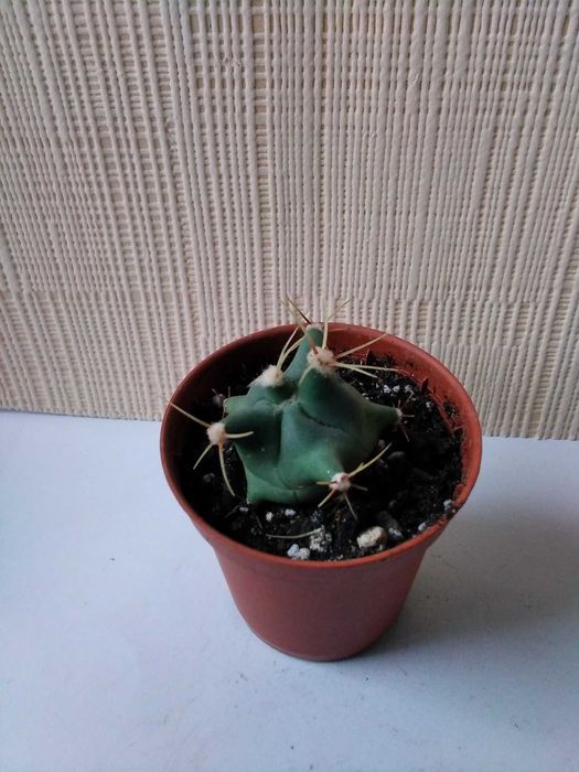 Кактус разные виды