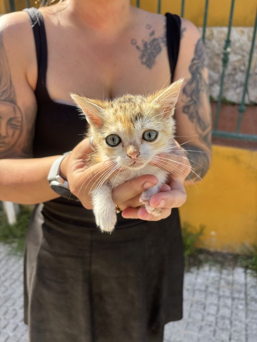 Gatinhos com 2 meses para adocao