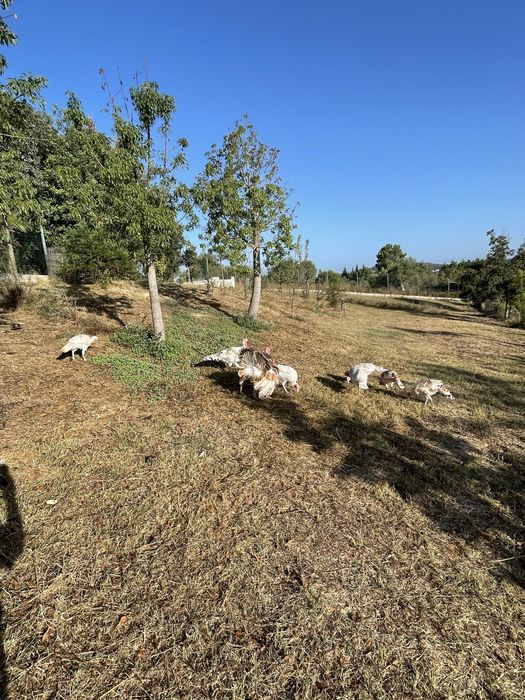 Perus caseiros  com 3,5 meses