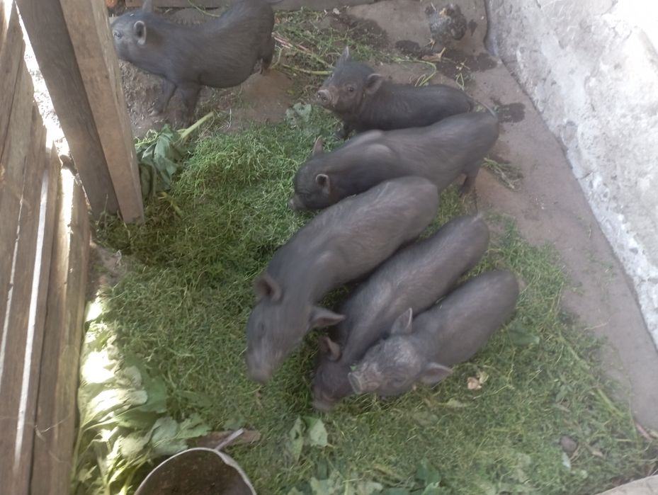 В'єтнамські кабанчики.Можлива доставка по району.