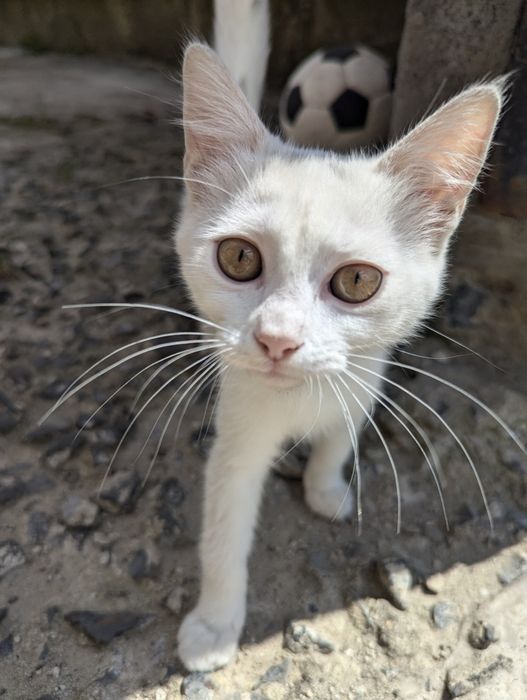 Відаю двох котиків хлопчик та дівчинка