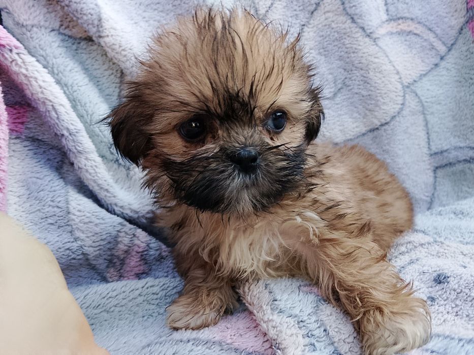Maleńka dziewczynka Shih tzu  8 tyg szuka domu