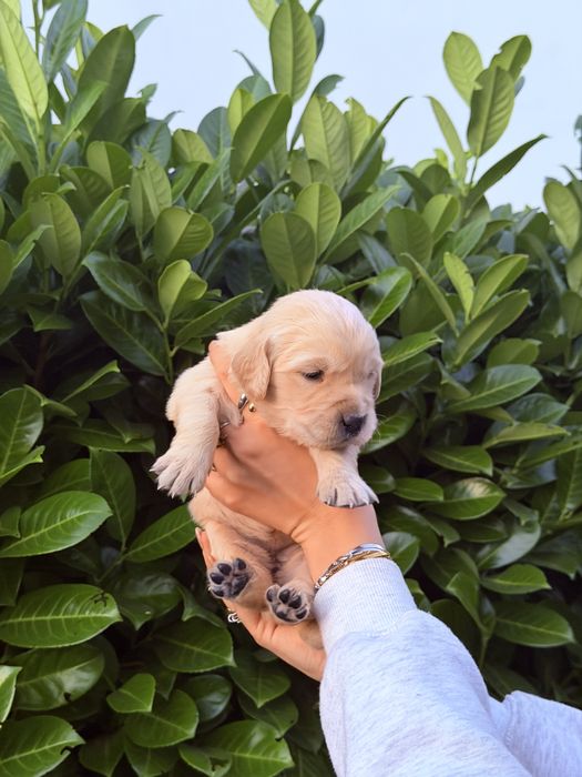 Golden Retriever