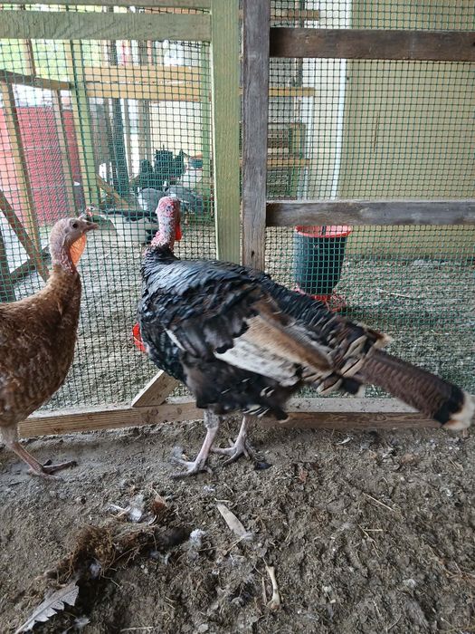 Pisklęta liliput (cwerg) perliczki indyki marans Ayam Cemani