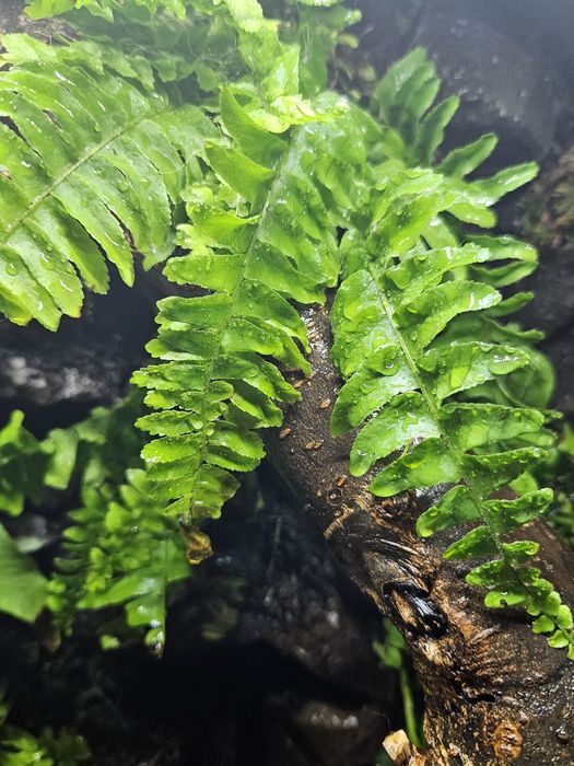 Terrarium tropikalne 60x40x100 powiększona wentylacja kameleon