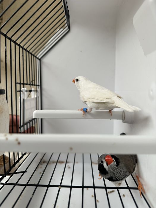casais de mandarins disponiveis
