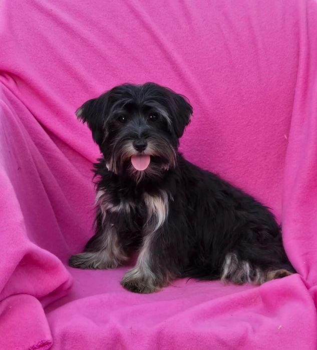 Piesek 7 miesięcy Yorkshire terrier