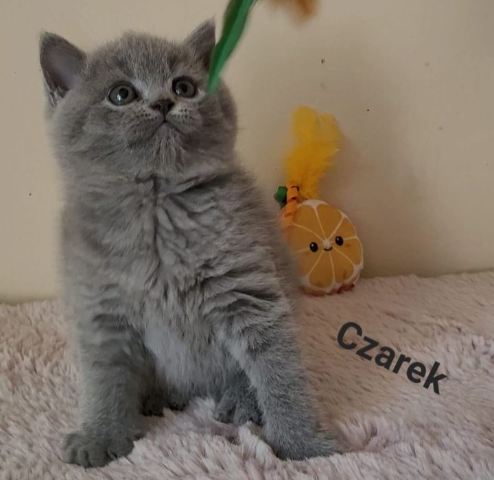 Kot brytyjski kocurek