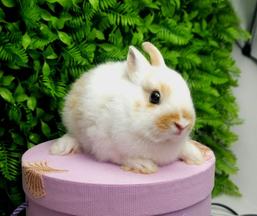 Карликовые мини кролики,міні кроленята, крольчата, цветной карлик