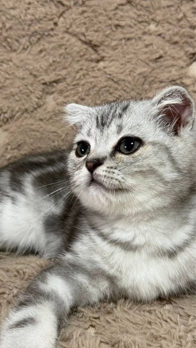 Шатландський чистокровний красунчик  хлопчик
