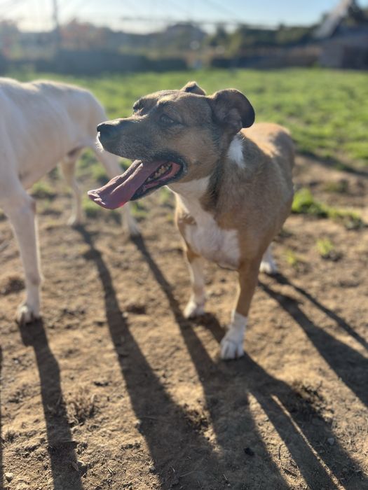 FOFINHA - cadela para adoção responsavel