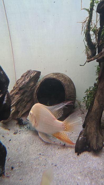 Heckelii albino casal