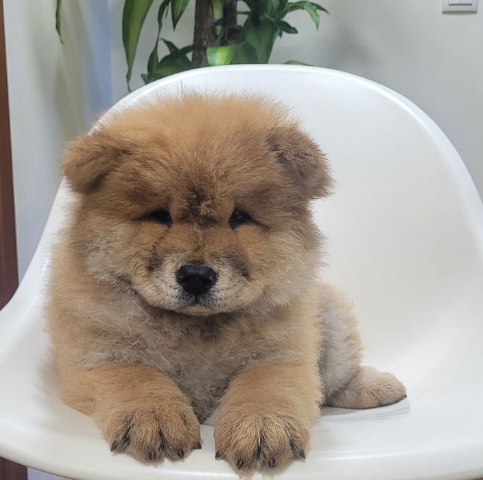 Chow chow fêmea laranja