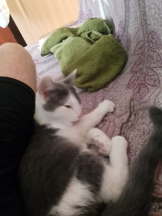 Котик ищет  семью