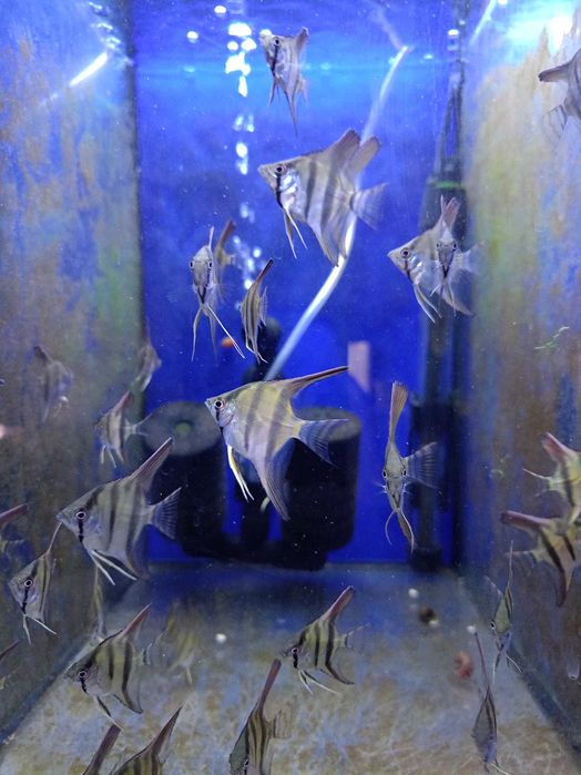 Skalar standart młode