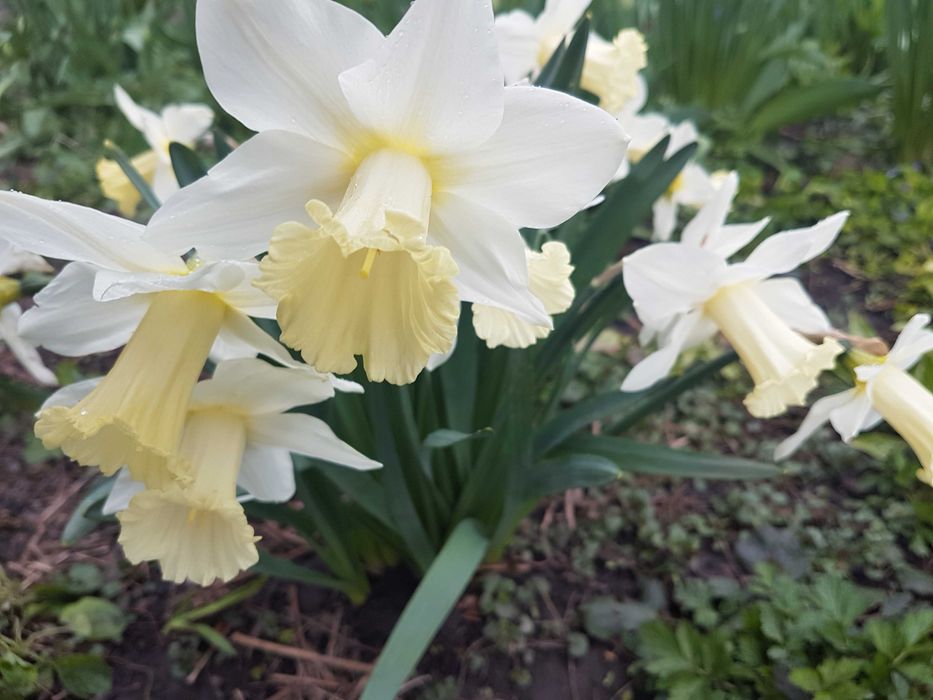 пропоную живі весінні квіти, нарциси - тюльпани по 4 - 5 грн.