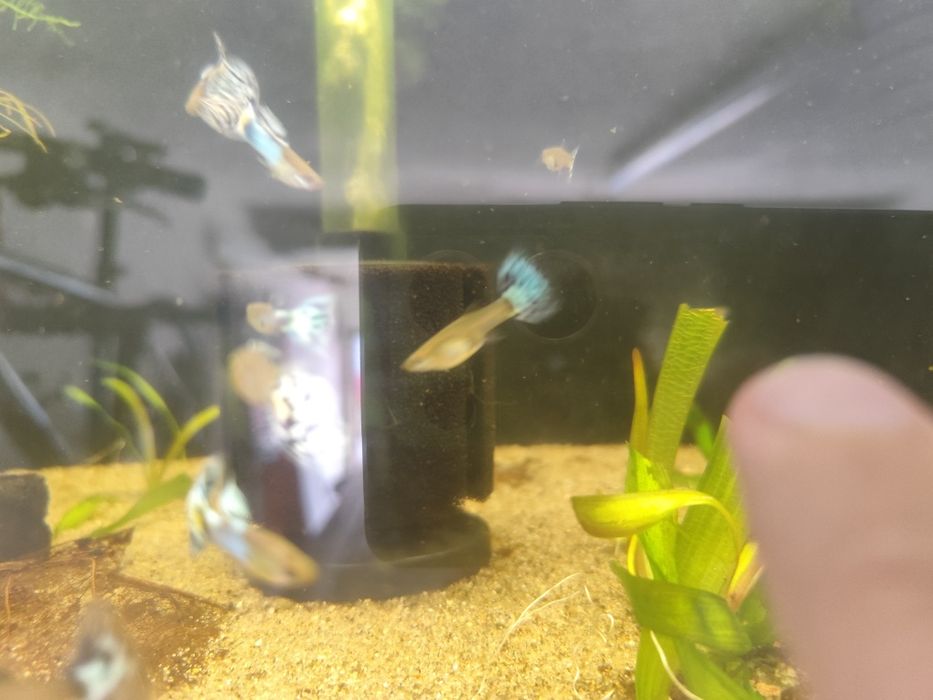 Guppys Japan blue mosaico