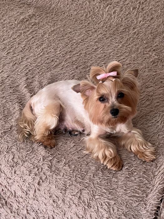 Продаю собачок