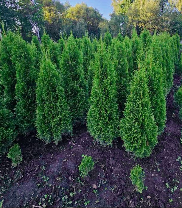 Продам туи смарагд!1.4-1.5м-350 грн 1.5-1.7-400грн