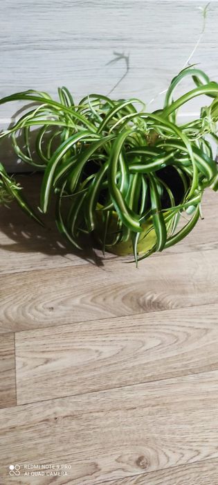 Хлорофитум пестрый и кудрявый