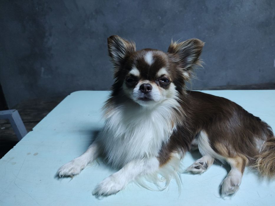 Чихуахуа ищет невесту