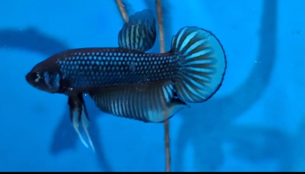 Bettas imbellis. .