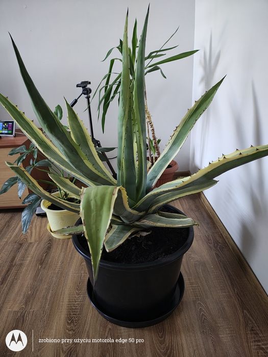 Agawa amerykańska 25letnia