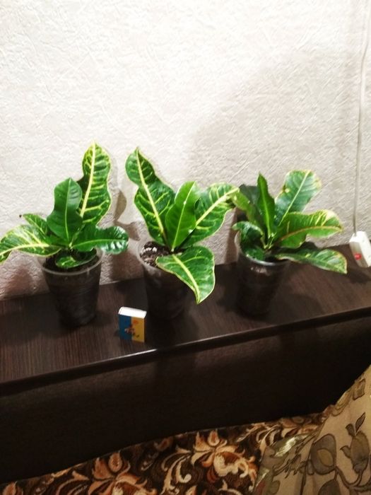 Кротон. Укоренённые отростки