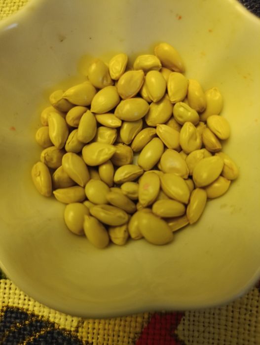 Понцирус трифоліата насіння