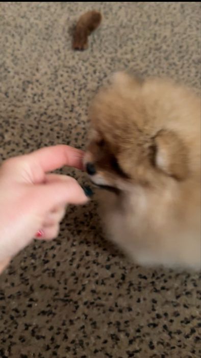 Крихітна Дівчинка померанського шпіца