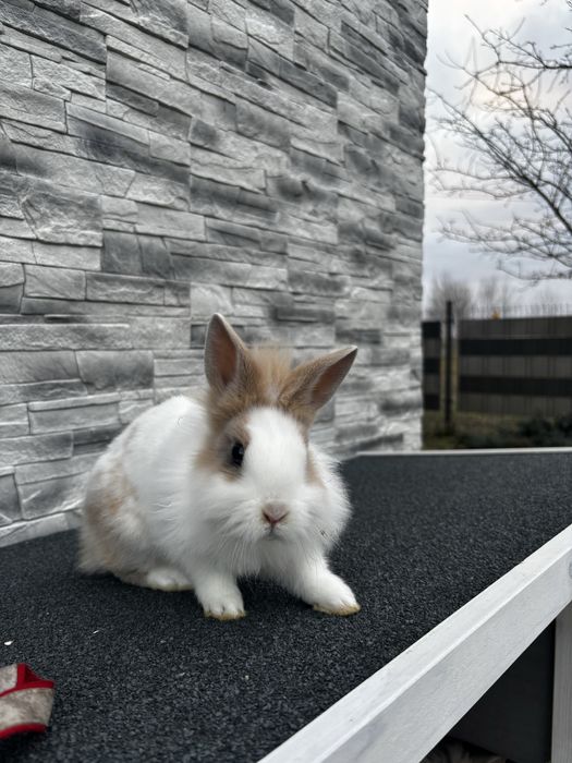 Pilne! Króliczki miniaturki