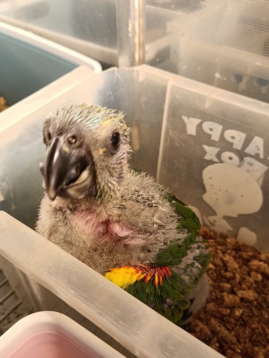 Amazona aestiva bebes