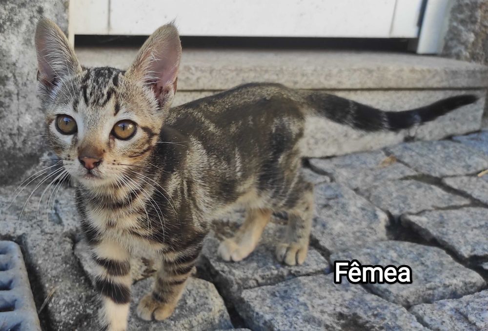 Gatinhos super meigos e brincalhões para adoção responsável!