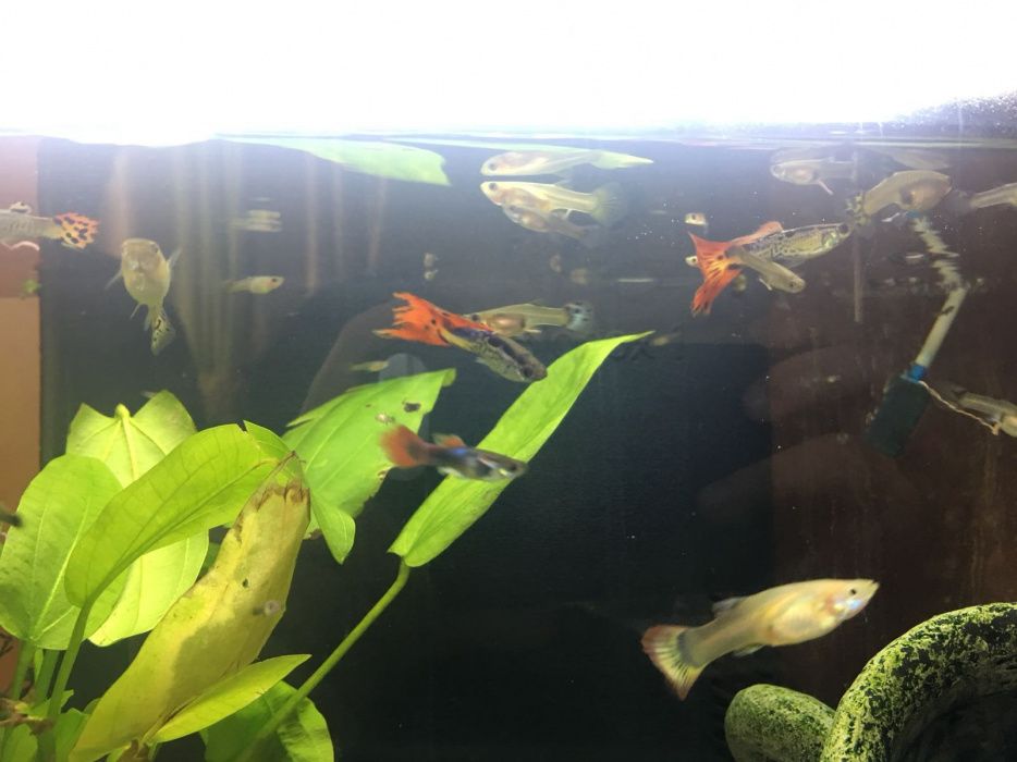 Guppies 1,25€ adultos varias cores