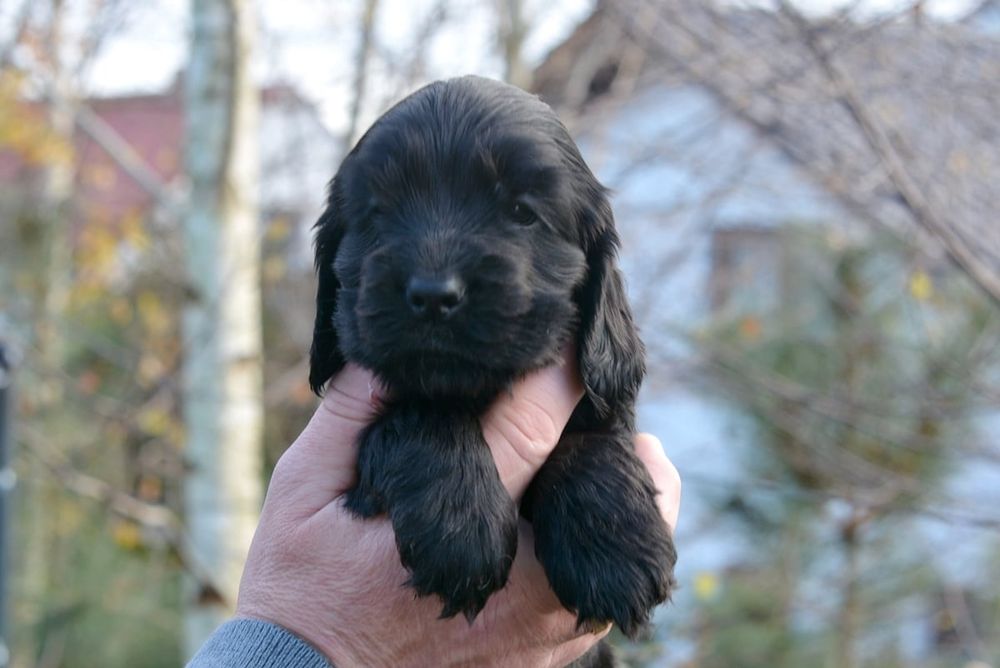 Cocker Spaniel Angielski ZKwP/FCI