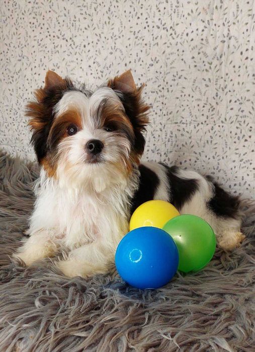 Цуценя хлопчик бiвер