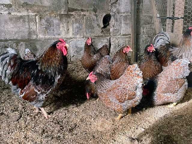 Яйце на інкубацію, курчата, Віандот: блакитне золото, срібло.