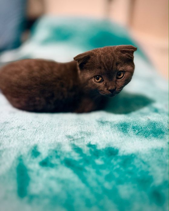 Fêmea Scottish fold blue