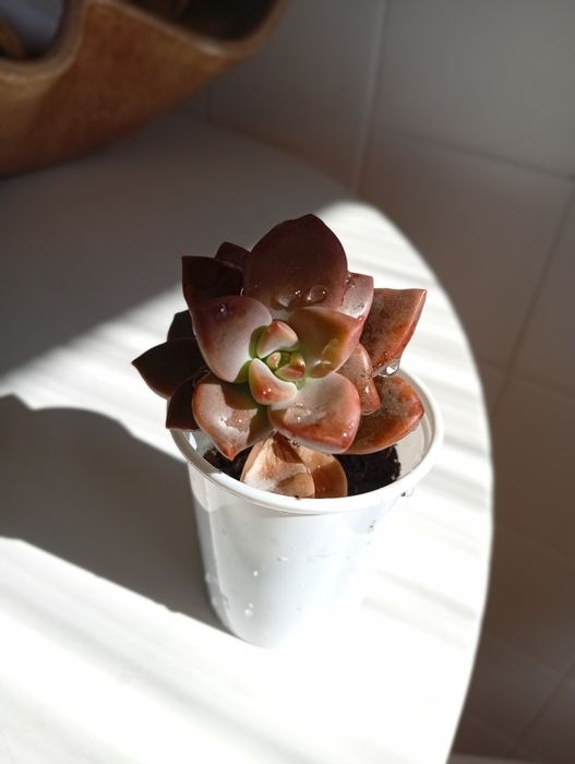 Plantas Suculentas