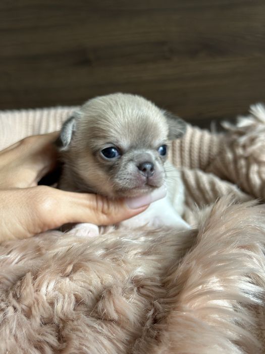 CHIHUAHUA dziewczynka  MINI :)