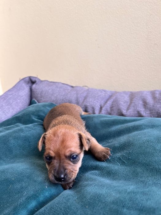 Pincher bebe macho criado em ambiente familiar