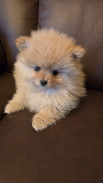 Pomeranian szpic miniaturowy