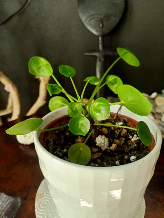 A Pilea peperomioides é conhecida como planta chinesa do dinheiro